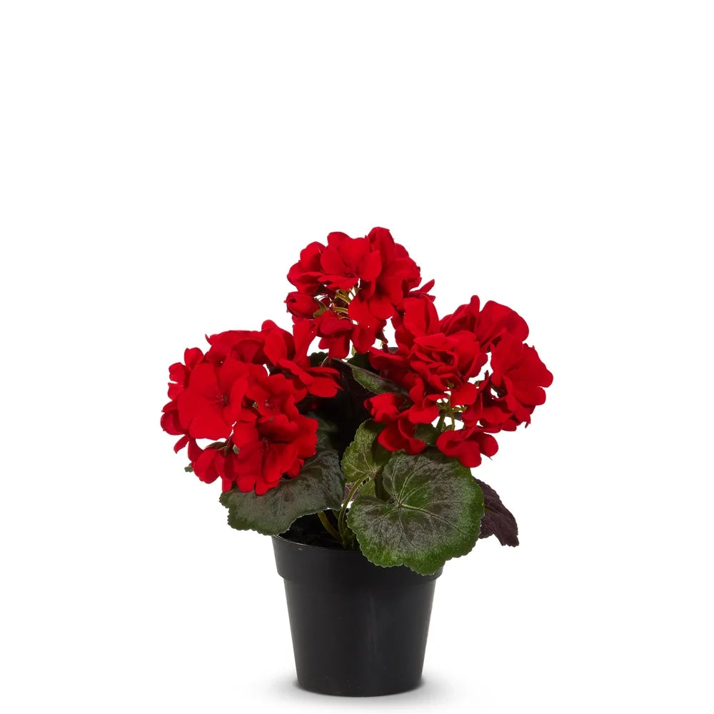 9.5" Potted Red Geranium