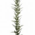6' Real Touch Garland with Cupressus
